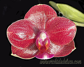 Phal. Mituo Sun Mituo#2 ' x Pylo's Mosaic